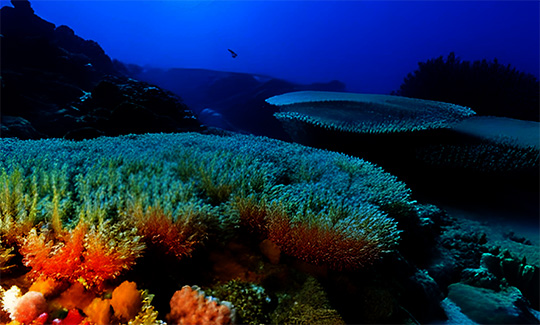 <p>Marine Resources</p>